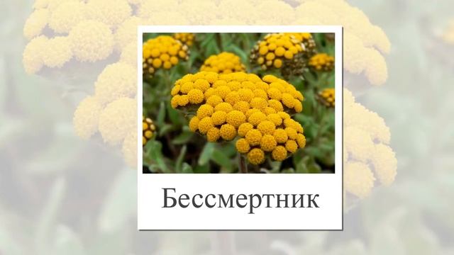 Травянистые растения. Окружающий мир. Карточки для детей среднего школьного возраста. Травы виды. смотреть онлайн