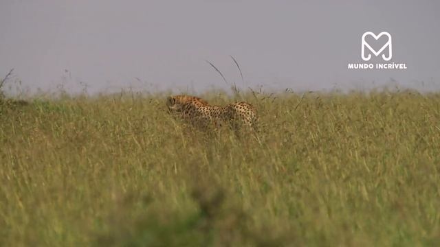 O GUEPARDO NÃO VIU O LEOPARDO SE APROXIMAR смотреть онлайн
