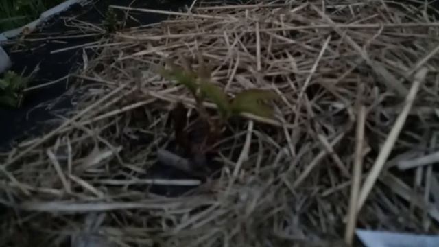 Почему не стоит покупать и сажать пионы весной!!! Наглядный пример. Личный опыт. смотреть онлайн