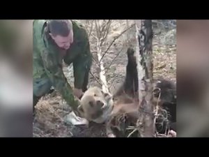 В Пермском крае медведь напал на охотников, которые спасли его из капкана