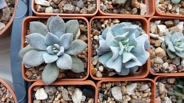 Суккуленты, Эхеверия (Echeveria) после зимовки. смотреть онлайн