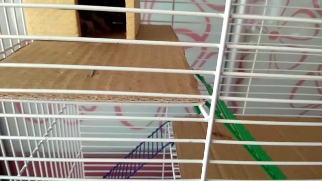 ТРЕХУРОВНЕВАЯ КЛЕТКА ДЛЯ КРЫСЫ ДАМБО ТМ "ПРИРОДА" НЮРА / ОБЗОР КЛЕТКИ / РАЗМЕРЫ КЛЕТКИ ДЛЯ КРЫСЫ смотреть онлайн