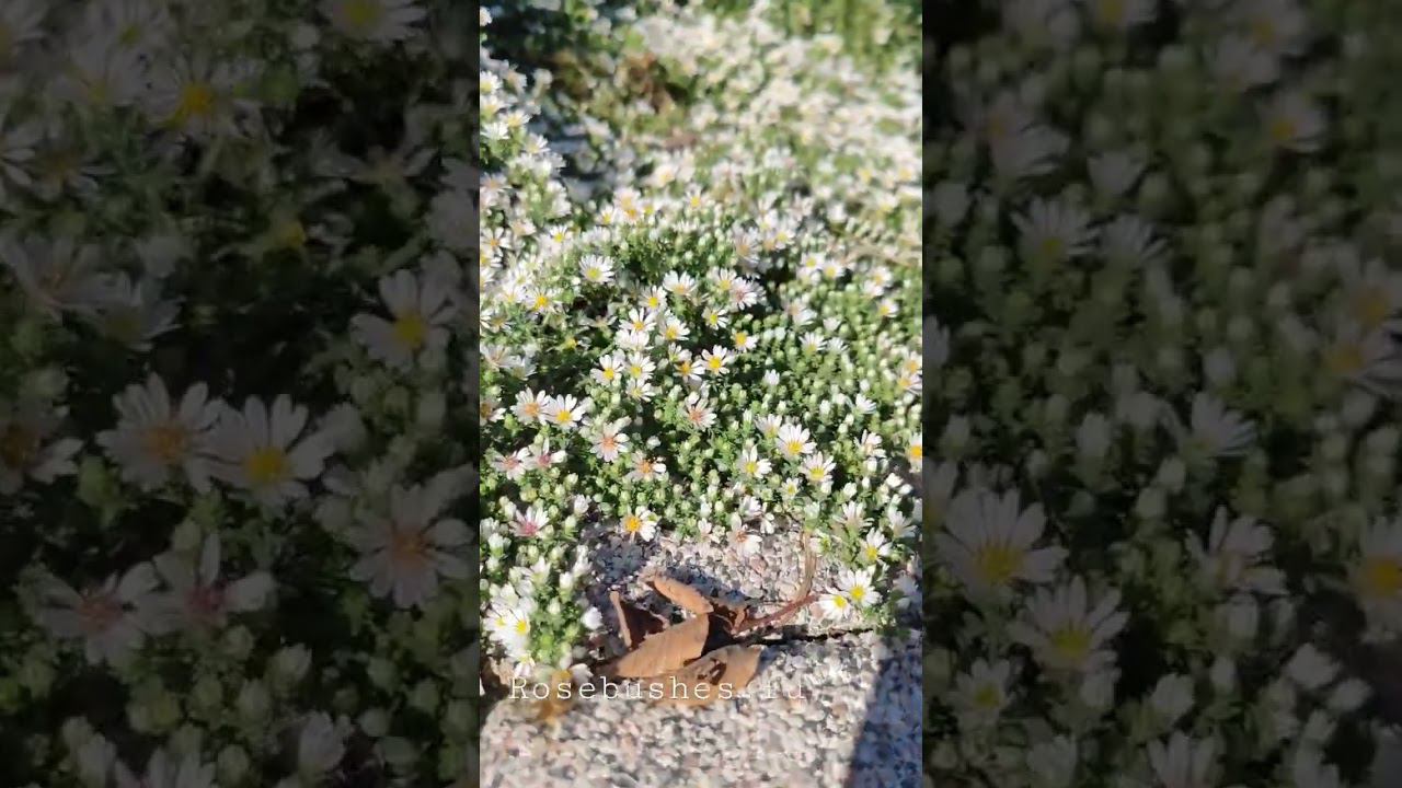 декоративные растения rosebushes.ru осенью. альпийская астра, лимонный тимьян, туи, можевельники смотреть онлайн