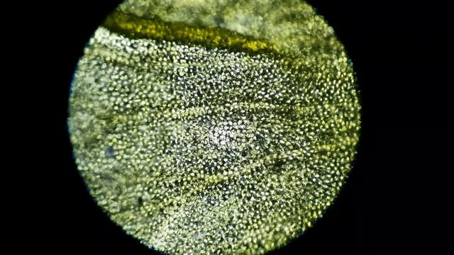 Mullein (Verbascum) Under a Microscope: Petal смотреть онлайн