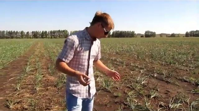 Фермерское хозяйство. Выращивание лука. смотреть онлайн