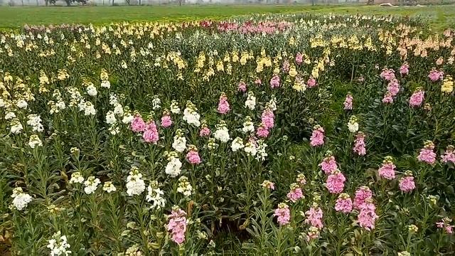 Stock (Matthiola Incana) Cut Flowers