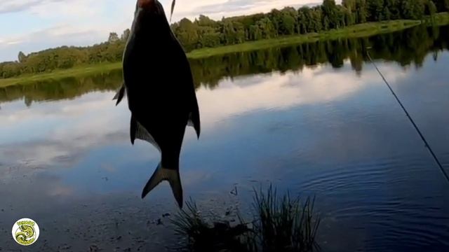 Лещ весной. Ловля леща в мае. Энциклопедия рыболова. смотреть онлайн