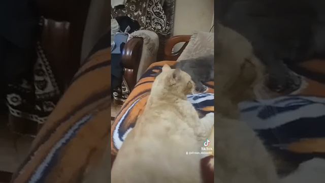 кот Лева и кошка Алиса смотреть онлайн