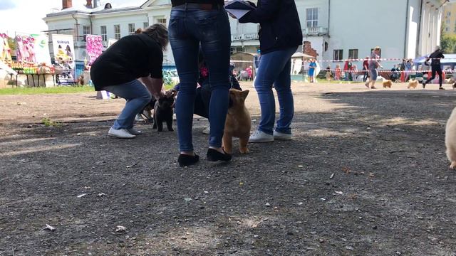 Монопородная выставка Чау-Чау ранга КЧК, г.Брянск, часть2 смотреть онлайн