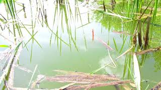 РЫБАЛКА НА КАРАСЯ КАК В ДЕТСТВЕ. Ловля карася на поплавок крупным планом. Летняя рыбалка на пруду. смотреть онлайн