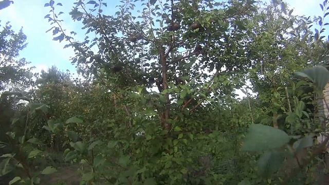 Первый урожай плодовых.Волгоградская область.Любимица Клапа. Яндыковское.Чемпион Р 5 Августа 2022 г смотреть онлайн
