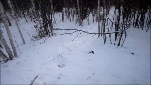 Привада для волков.