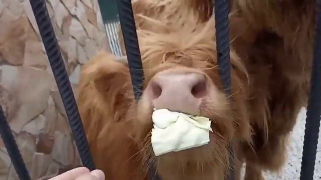 Кормление шотландской коровы Вари и её ребёнка. Парк львов тайган. смотреть онлайн