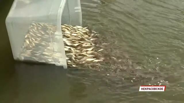 Верхневолжский филиал Главрыбвода выпускает мальков сазана в реку Волга смотреть онлайн