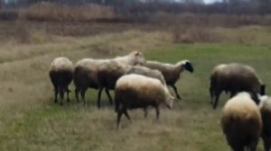 Разведение ОВЕЦ. Какая выгода от овец?! Овцеводство ПЛЮСЫ и МИНУСЫ