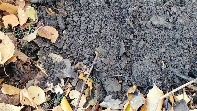 Нашел монеты среди берёз на китайский металлоискатель ТХ850. Короткая версия видео смотреть онлайн