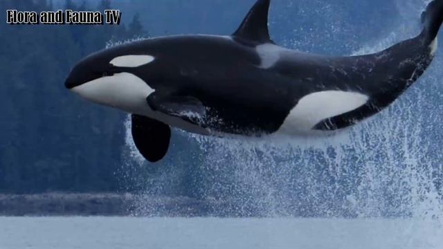 ФРОЛА И ФАУНА ПОДВОДНОГО МИРОВОГО ОКЕАНА / FLORA AND FAUNA OF THE WORLD OCEAN / Flora and Fauna TV смотреть онлайн