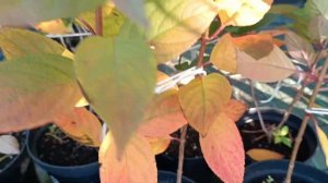 Метельчатая гортензия Bonfire/Бонфаер. Новинка взорвавшая интернет.