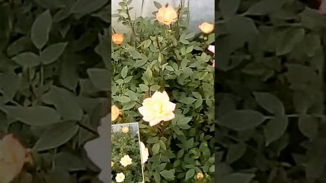 Baby Masquerade Miniature Rose смотреть онлайн