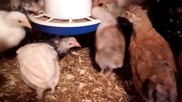 Мини мясные цыплята с синими лапами смотреть онлайн