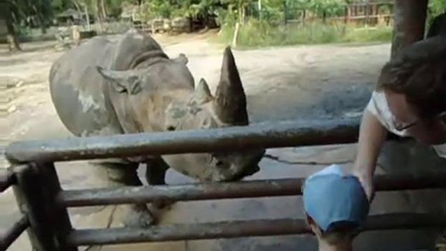 Тайланд. Кхао Кхео. Кормление носорогов (часть 1) смотреть онлайн