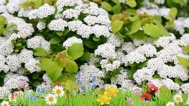 Спирея обыкновенная (spiraea) ? Обзор: посадка и уход. саженцы спиреи : описание и особенности