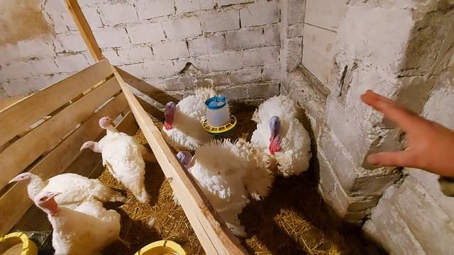 решил Сдать Чернушку! но ответственность вся на мне! смотреть онлайн