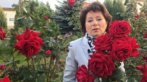 Сравнение розы Супер Гранд Аморе (Super Grand Amore Rose) с другим сортом