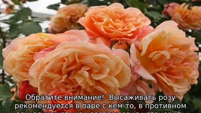 Роза Алоха смотреть онлайн