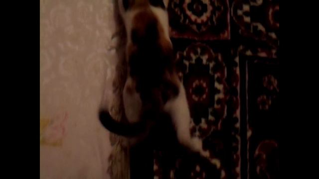 Бешеная кошка смотреть онлайн