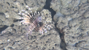 Аланья. Крылатка у берега на пляже Клеопатра.