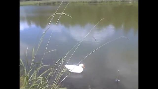 Duck Pond Blues смотреть онлайн