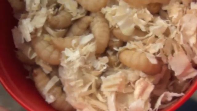 Самые вкусные черви смотреть онлайн