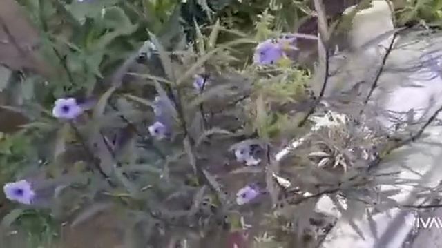 Proyecto feria de la ciencia PLANTAS ORNAMENTALES смотреть онлайн