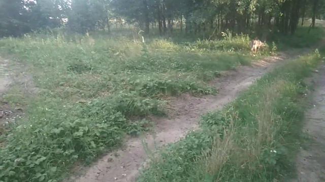 Послушание кавказских волкодавов на прогулке. Гроза и Урс. смотреть онлайн