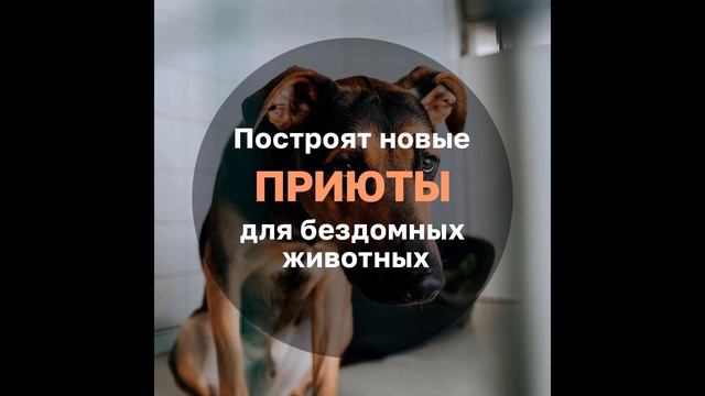 #ер22 окажет содействие при оформлении документов на строительство  приютов  для бездомных животных