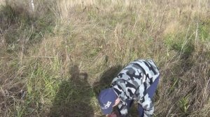 Как Правильно Сажать Каштан !