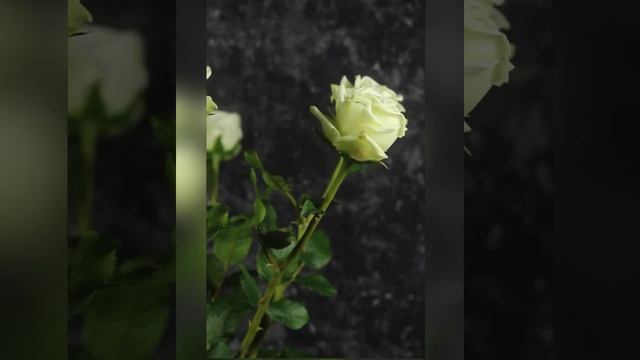 Bouquet of roses/ Handmade from floristic polymer clay смотреть онлайн