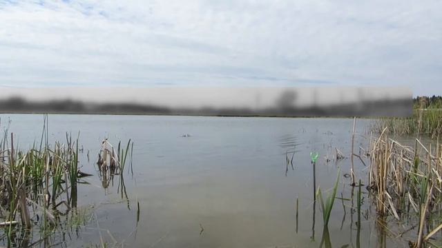 Карась на пруду по Дмитровскому шоссе смотреть онлайн