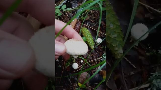 Неудачная, но любопытная вылазка за грибами. смотреть онлайн