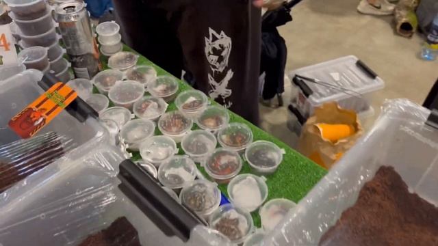 REPTILIUM 03.06.2023 МОСКВА. Выставка-продажа террариумных животных. Купил себе нового паучка. смотреть онлайн