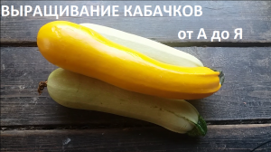 Кабачки от А до Я в природном земледелии.