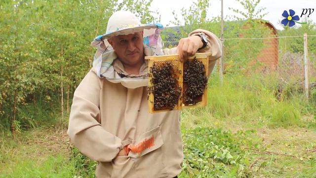 От нуклеуса к полноценной пчелиной семье (Часть 1) смотреть онлайн