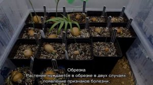 Цикас революта (cycas revoluta) — уход и размножение