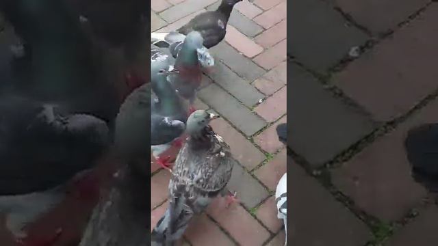 mijn gezellige dag en dieren dag.สัตว์มันน่ารักจริงๆ смотреть онлайн