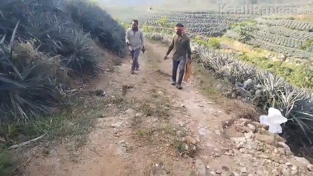? lot of acrea pineappl ? farming. (KL to TN) #lorryvlogtamil #motovlog #lorry #silencercut смотреть онлайн