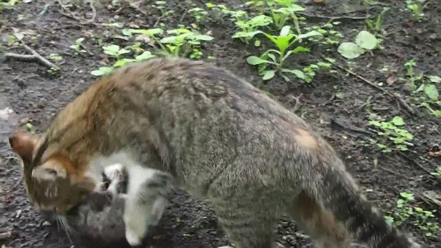 кошка перетаскивает котят из-под дров в дом, весна, птички поют смотреть онлайн