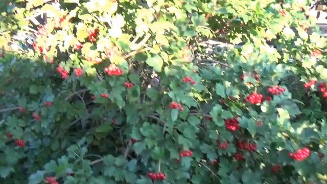 Привет из ПРОШЛОГО 2016год /КУПИЛИ ДАЧУ/Наши дачные гулянья #МЯСО #ШАШЛЫК