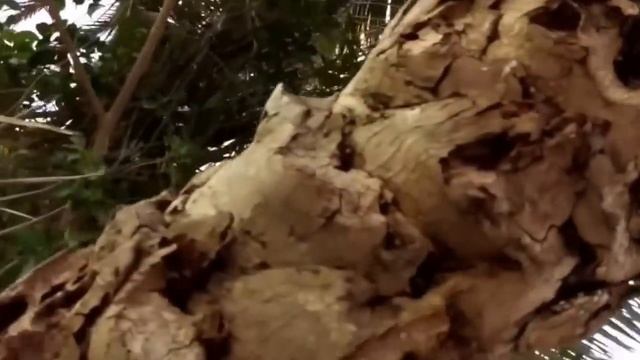 США. На улицах Флориды какие растения растут. смотреть онлайн