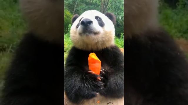 cute funny panda video compilation смотреть онлайн